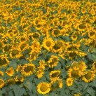 sunflowers_01_demo.jpg (11807 bytes)